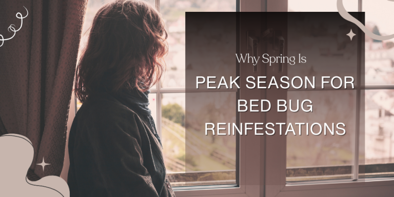 Why Spring Is Peak Season for Bed Bug Reinfestation