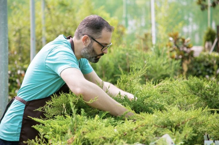 Why Do the Best-Looking Lawns Always Have a Dedicated Care Team Behind Them?