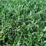 Lawn