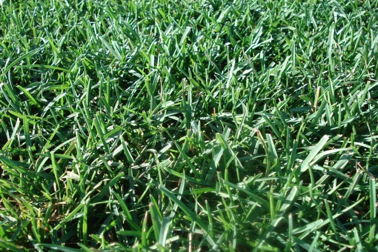 Lawn