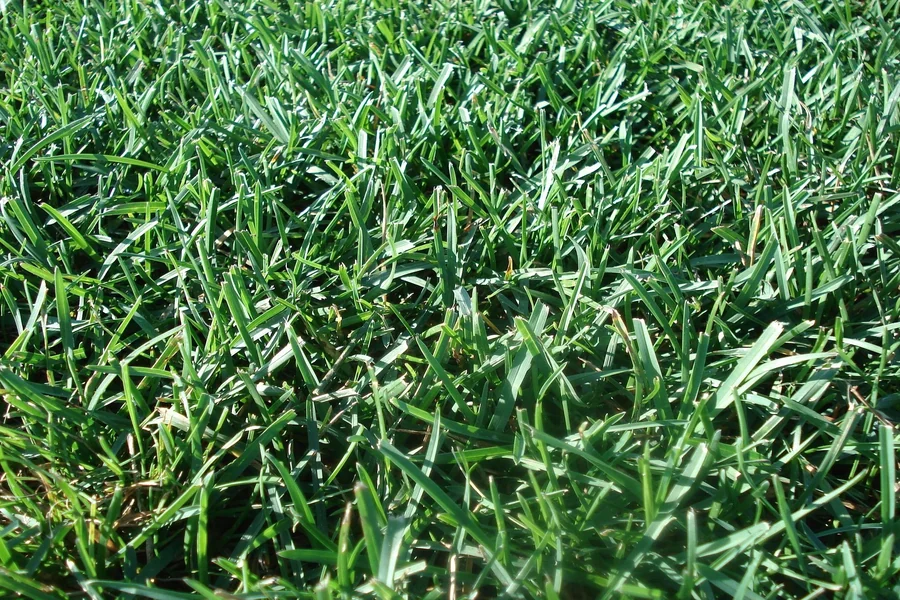 Lawn